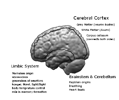 3D Modeling and Extended Reality Simulations of the Cross-sectional Anatomy  of the Cerebrum, Cerebellum, and Brainstem